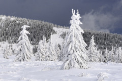 12-decembrie