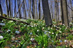 ghiocei-de-la-prislop-spre-lupsa
